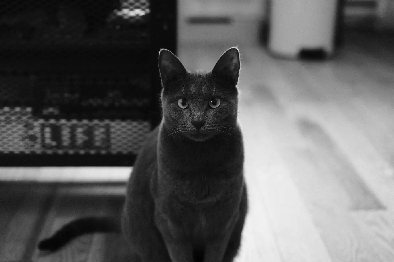 A cat staring directly into the camera